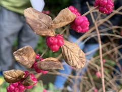 Symphoricarpos × chenaultii