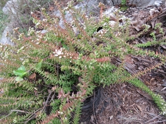 Sedum jurgensenii