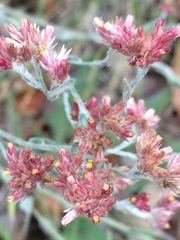 Pseudognaphalium roseum