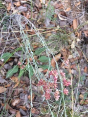 Pseudognaphalium roseum