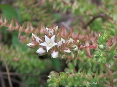 Sedum jurgensenii