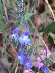 Salvia helianthemifolia