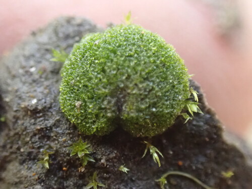 Equisetum variegatum iNat (1)