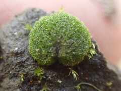 Horsetail Plant (Equisetum hyemale)