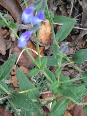 Salvia helianthemifolia
