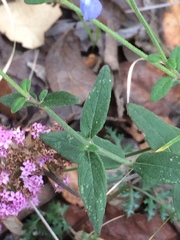 Salvia helianthemifolia