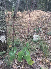 Roldana sessilifolia