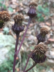 Roldana sessilifolia