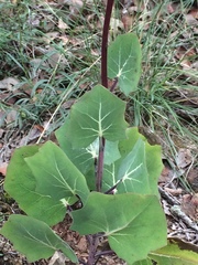 Roldana sessilifolia