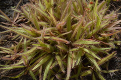 Drosera adelae
