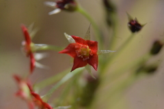 Drosera adelae