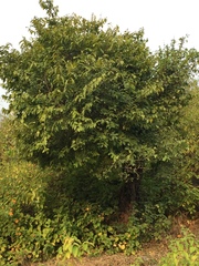Diospyros montana