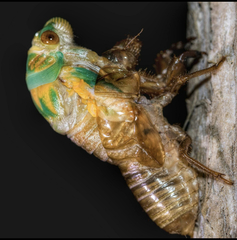 Macrotristria sylvara