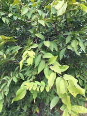 Diospyros montana