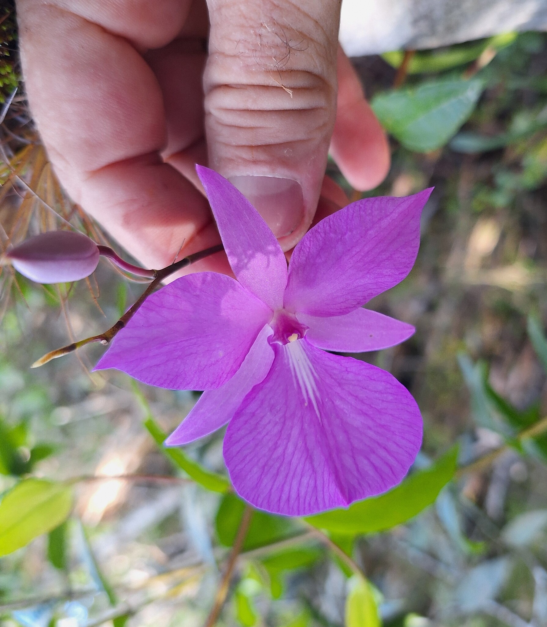 Adamantinia