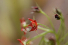 Drosera adelae