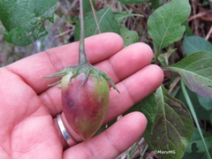 Lycianthes dejecta