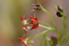 Drosera adelae