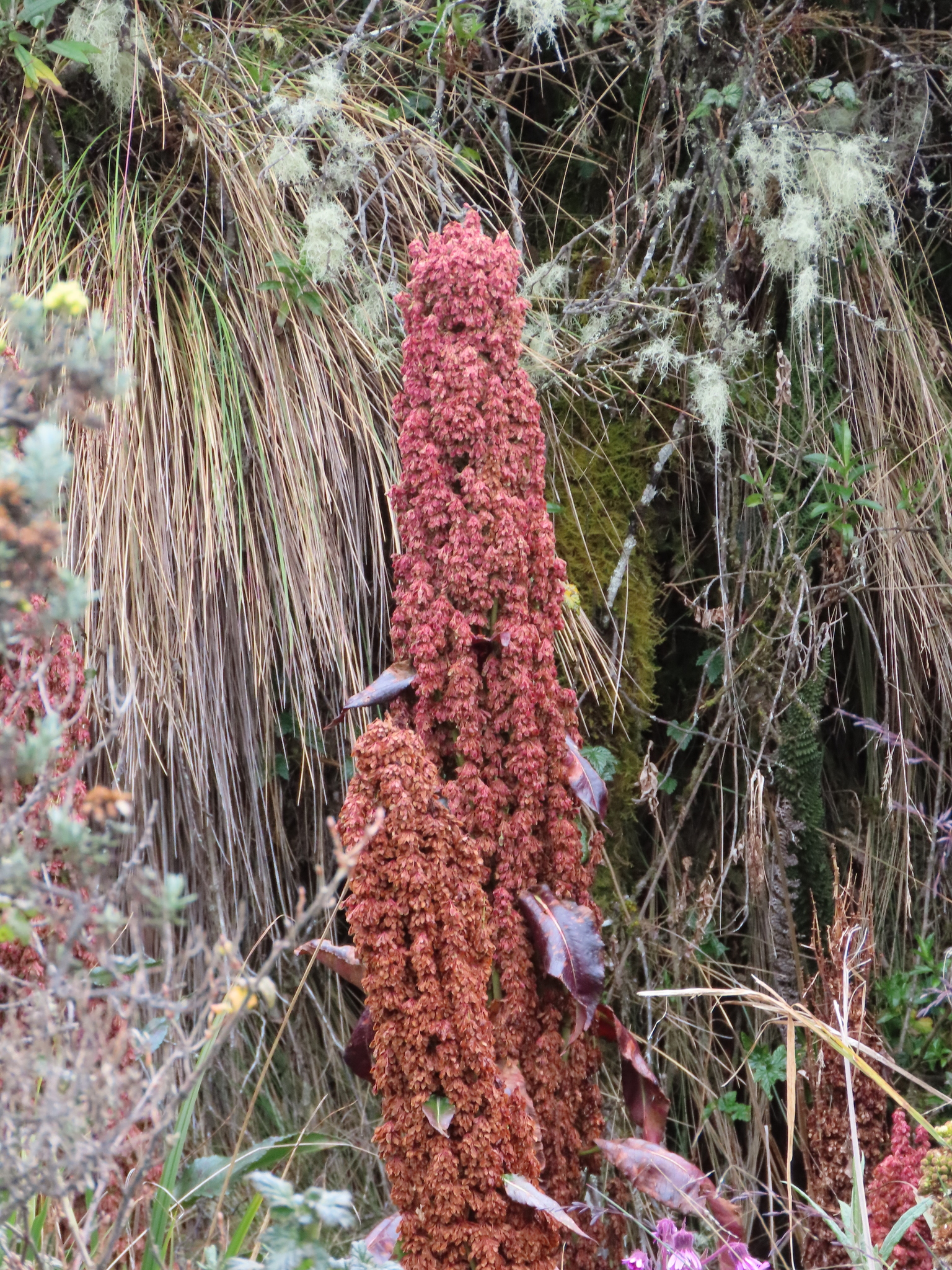 Rumex tolimensis (Tolima Dock)