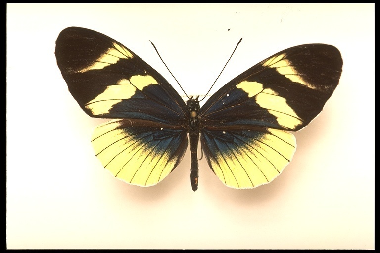 Eleuchia Longwing