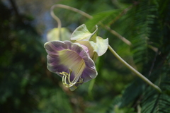 Cobaea scandens