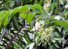 Papilio dardanus