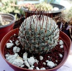 Mammillaria huitzilopochtli huitzilopochtli