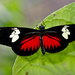 Doris Longwing - Photo (c) Andres Hernandez S., some rights reserved (CC BY-NC-SA)