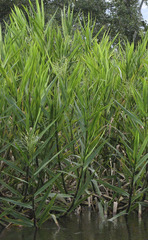 Echinochloa polystachya