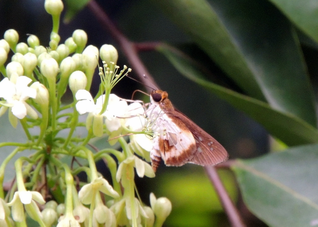 White Dart