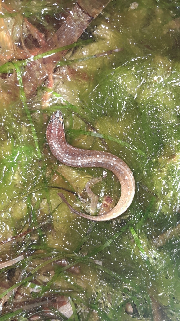 Spotted Snakeblenny