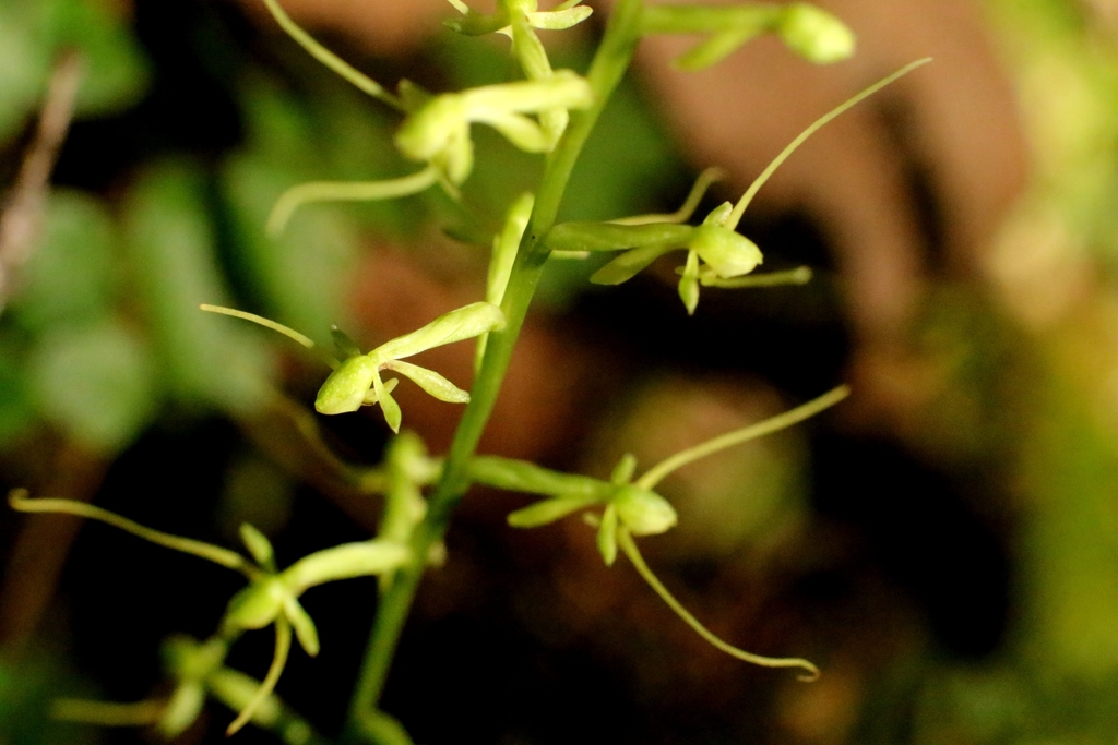Peristylus calcaratus