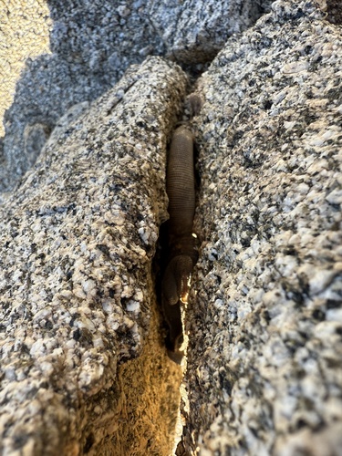 iNaturalist observation photo of Common Chuckwalla