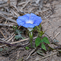 Ipomoea