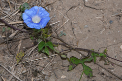 Ipomoea