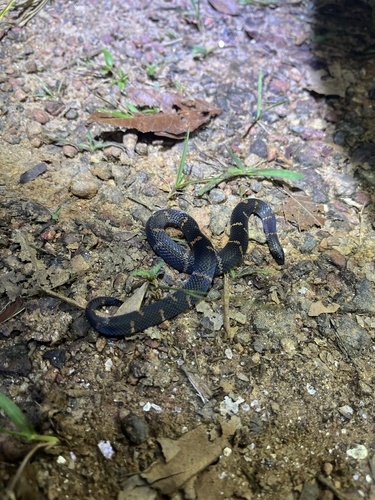 Atractus trefauti