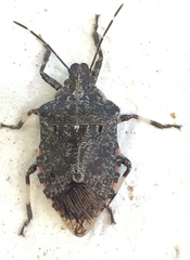 Apateticus lineolatus