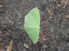 Tanaoctenia haliaria