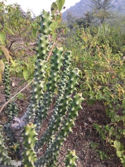 Euphorbia neriifolia