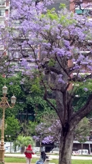 Jacaranda mimosifolia