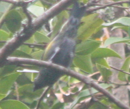Stilpnia heinei