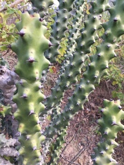 Euphorbia neriifolia