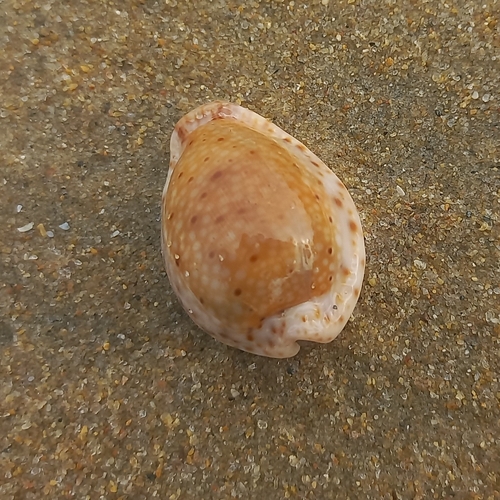 Cypraea ocellata observed 2025-09-22