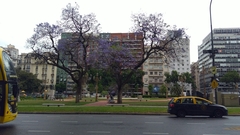 Jacaranda mimosifolia