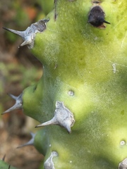 Euphorbia neriifolia