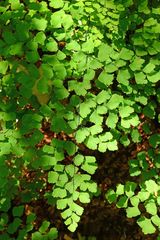 Adiantum shastense