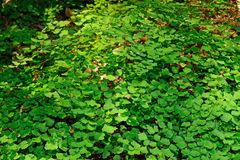 Adiantum shastense