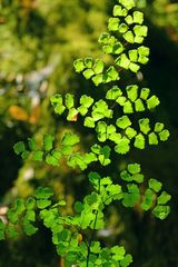 Adiantum shastense
