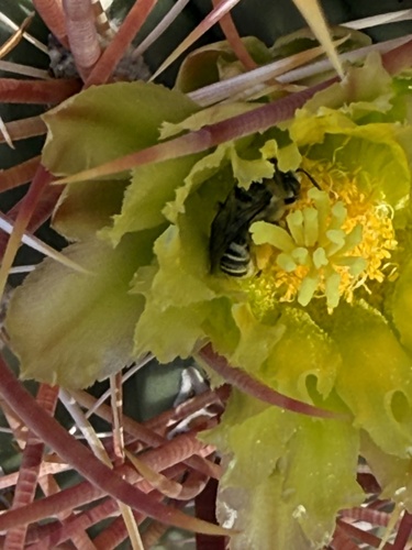 iNaturalist observation photo of Melissodes