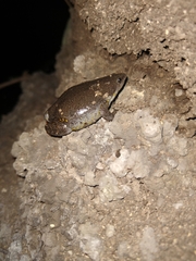Microhylidae